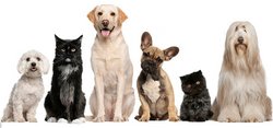 Assurances et mutuelles pour animaux