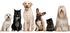 Assurances et mutuelles pour animaux