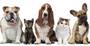 Plateforme pour retrouver les animaux égarés