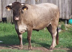 La Bazadaise, une ancienne race bovine du sud-ouest français