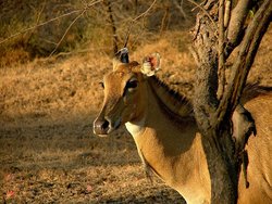 Les randonnées sauvages à travers les parcs nationaux de l'Inde
