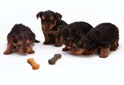 Je nourris mon chiot avec des croquettes : comment les choisir ?