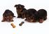 Je nourris mon chiot avec des croquettes : comment les choisir ?