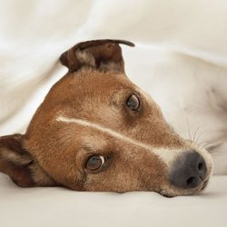 Les amoureux des animaux ne se sentent jamais seuls