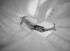 Jean-Charles Rey, un grand photographe